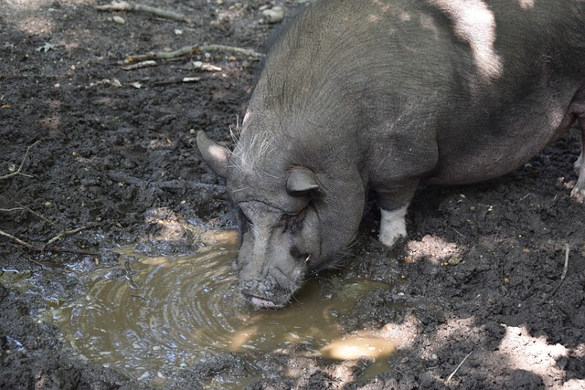 竞争异常激 竞争异常激